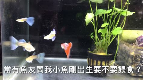 鬥魚 風水|體形小卻暴躁的魚：養斗魚的風水如何